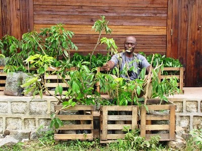 Rosewood and ebony seedlings